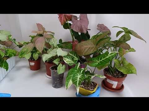 Видео: Моя коллекция сингониумов #комнатныецветы #цветы #plants #сингониум