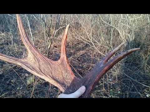 Видео: Поиск рогов. Находки есть