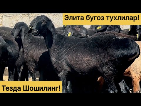 Видео: Элита бугоз тухлилар! Шошилинг! 992211598☎️ 976632001☎️