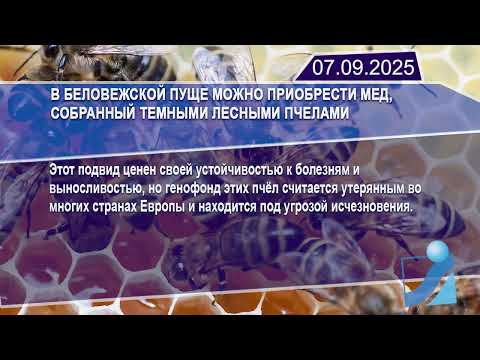 Видео: Новостная лента Телеканала Интекс 07.09.25.