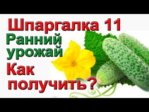 Видео: Как получить ранний урожай томатов.
