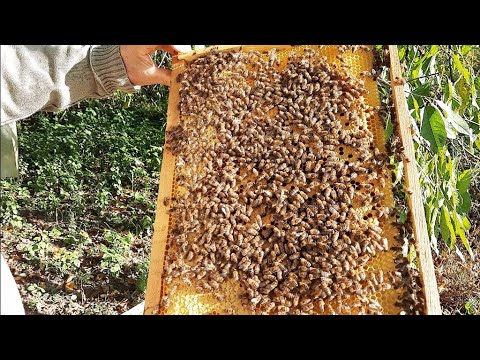 Видео: ОТВОДОК ПЧЕЛ НА ВОЩИНУ