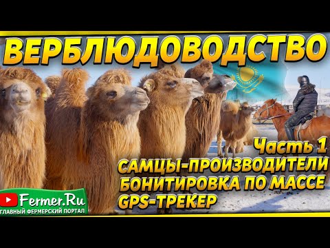 Видео: Зачем собрали 1000 верблюдов в одном месте? Грандиозное зрелище! Одногорбые и двугорбые верблюды