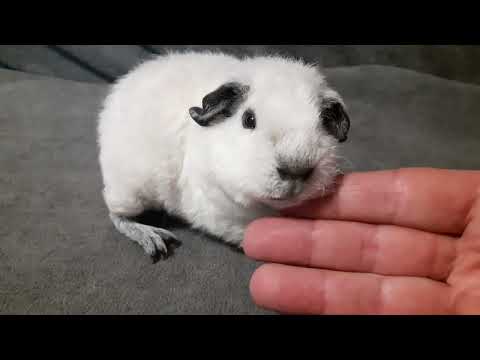 Видео: Американский тедди белый с ч.п., питомник ZLATO VLASKA