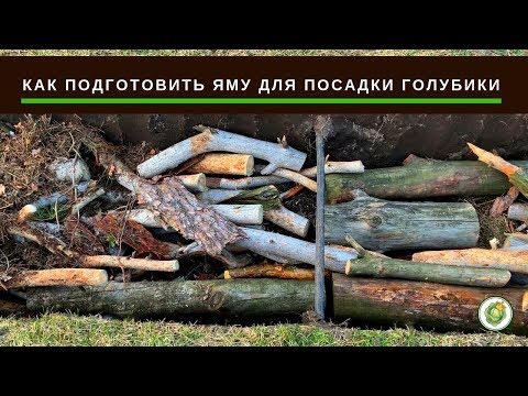 Видео: ГОЛУБИКА - как правильно подготовить яму для посадки