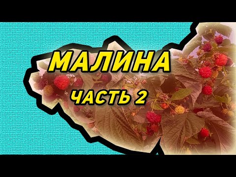 Видео: Малина. Выращиваем для реализации. Часть 2