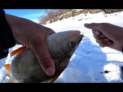 Видео: РЫБАЛКА МЕЧТЫ НА ГИГАНТСКИХ ОКУНЕЙ !!Рыбалка на комбайны,Килограммовый окунь,безмотылка.
