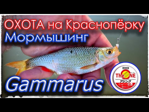 Видео: Охота на краснопёрку. Мормышинг. Gammarus. Duel The One Hardcore #0.1.