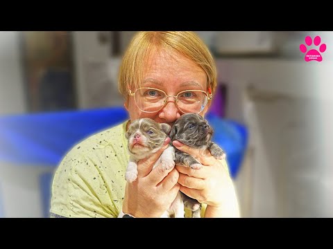 Видео: Хочется их целовать! Уникальные щенки чихуахуа начали открывать глаза! Щенкам 2 недели.