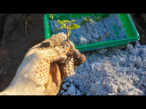 Видео: Черенкование жимолости. Лучший способ 100% укоренилось.
