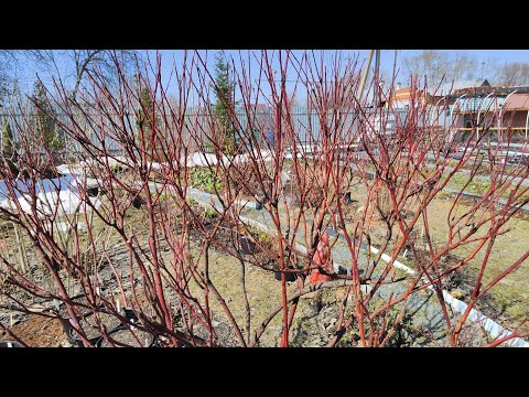 Видео: Дерен, весенняя обрезка🌸05.04.2024