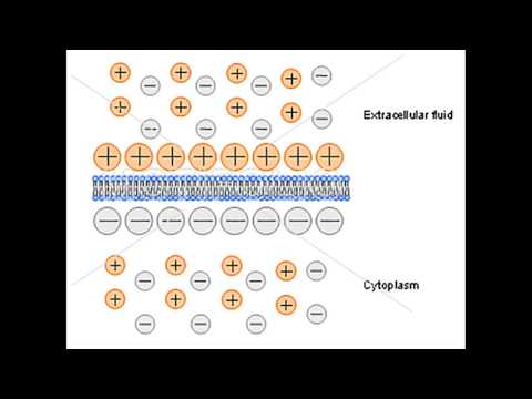 Видео: Происхождение потенциала покоя