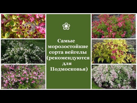 Видео: ❀ Самые морозостойкие сорта вейгелы (рекомендуются для Подмосковья)
