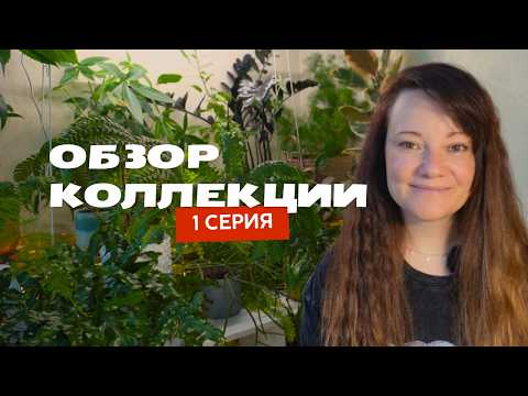 Видео: Обзор: флорариум, суккуленты, неприхотливые теневыносливые растения для новичков и озеленения