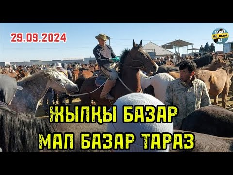 Видео: Жылқы базар 29.09.2024 Мал базар Тараз / Mal bazar Taraz