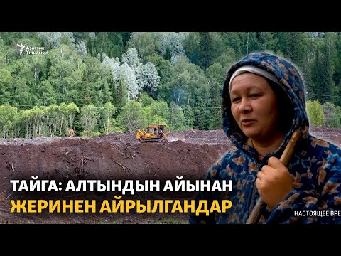 Видео: Тайга: алтындын айынан жеринен айрылгандар
