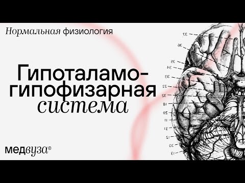 Видео: Гипоталамо-гипофизарная система | Нормальная физиология