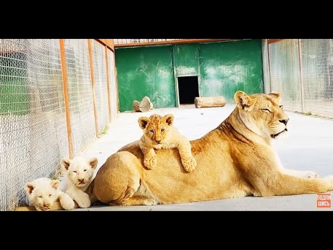 Видео: КОШМАР ! Львица сделала такой прыжок, защищая львят!!!