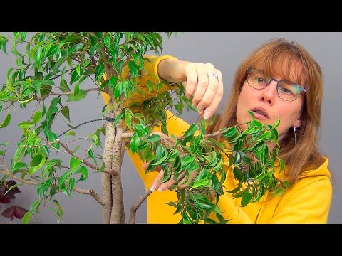 Видео: Сращивание фикусов Бенджамина (ч.5).