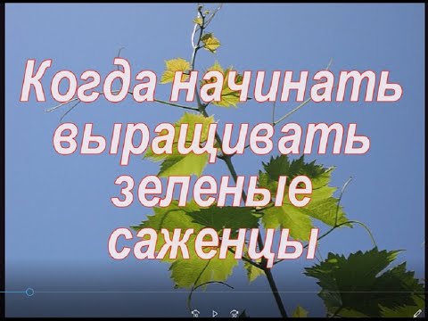 Видео: Выращиваем зеленые саженцы винограда  Подготовка черенков винограда к проращиванию