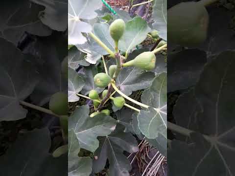 Видео: 2 сентября 2025 г.