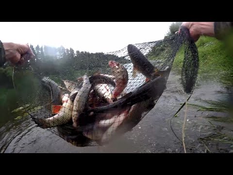 Видео: Ловля в проводку на пшеницу