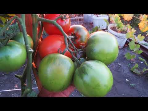 Видео: О ЯПОНСКОМ ДЕРЕВЕ и не только сравнительный анализ 2015г