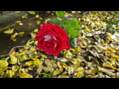 Видео: Осенняя уборка во дворе🍁