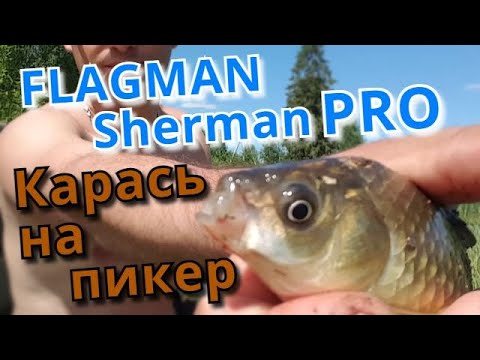 Видео: FLAGMAN Sherman PRO. Это лучший ПИКЕР для поимки КАРАСЯ! Я в восторге!