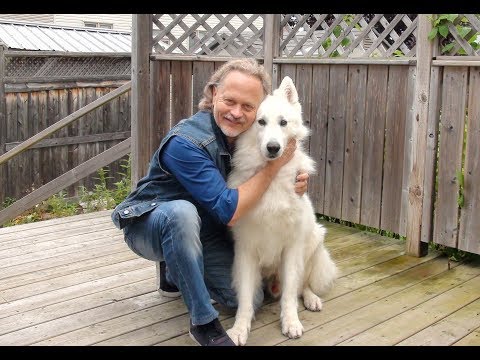 Видео: Правильно расчёсываем собаку. Белая Швейцарская Овчарка