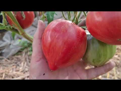 Видео: Продолжаем дегустировать сорта Софии Сааковой, дегустация 7
