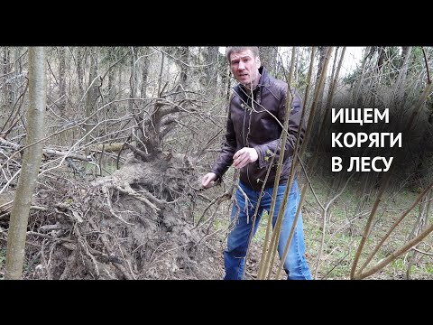 Видео: Ищем коряги в лесу