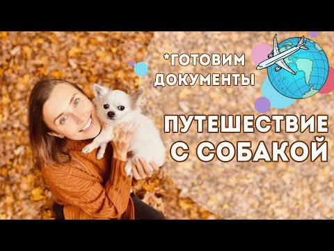 Видео: Как лететь с ПИТОМЦЕМ в самолете | ПЕРЕЛЁТ С СОБАКОЙ В США