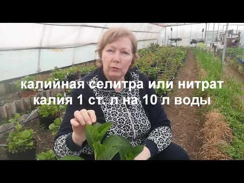 Видео: Гортензия ранней весной что делать