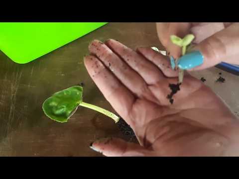 Видео: Как и когда отделять детки африканской фиалки от материнских листьев