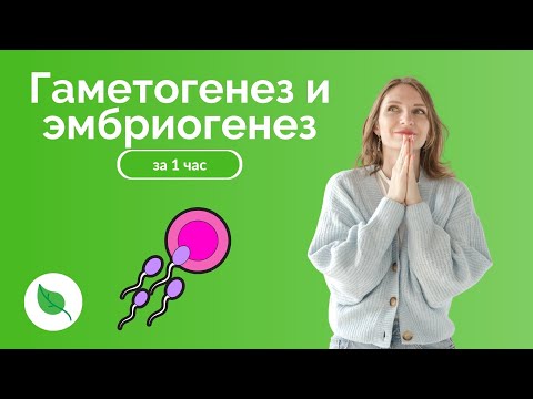 Видео: Гаметогенез и эмбриогенез