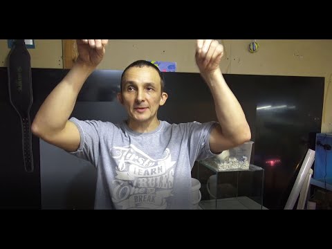 Видео: Артемией не больше 2х недель (на старте).Свежий КОРМ - Важно!