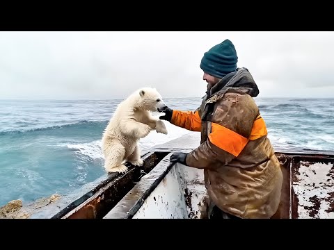 Видео: Моряки Спасают Потерявшегося Белого Медвежонка, Но Затем Происходит Невероятное