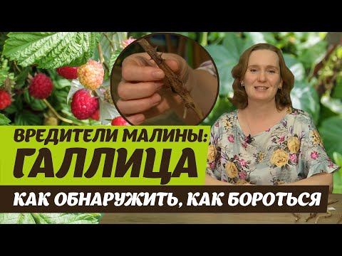 Видео: Вредители малины.  Галлица стеблевая и побеговая