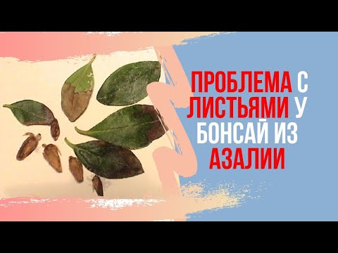 Видео: Бонсай из азалии сохнет! Опадают и сохнут листья у азалии бонсай? Что делать?! Pruning bonsai