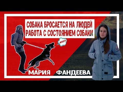 Видео: Собака бросается на людей. Работа с состоянием собаки