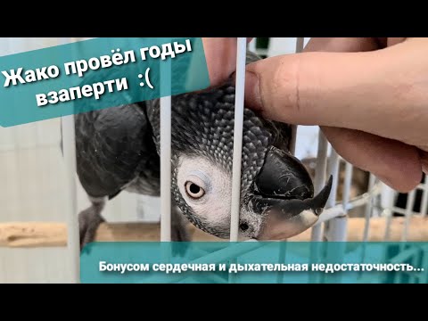 Видео: Бурохвостый жако и добровольное рабство по сбору зелени попугаям. :)) Анонс встречи сегодня в лесу!