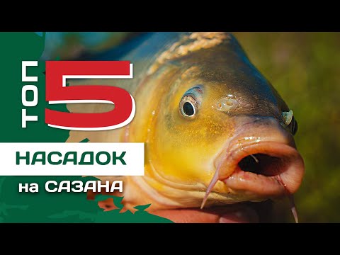 Видео: ТОП 5 насадок для ловли сазана от Евгения Конюшевского. Рыбалка на картошку.