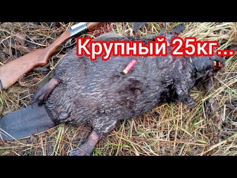 Видео: Трофейный бобр добыт с ружья, охота на бобра капканами.Сезон 2023-24 год.