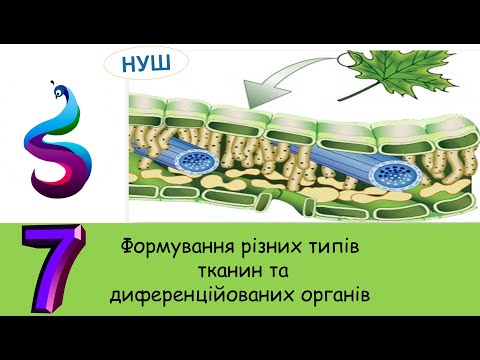 Видео: Формування різних типів тканин та диференційованих органів