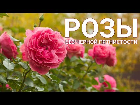 Видео: Розы без черной пятнистости