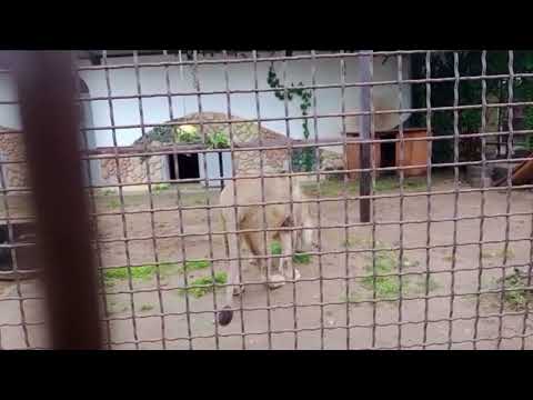 Видео: SESI4379 Шархан 12 09 2025 Видео от Ивана1