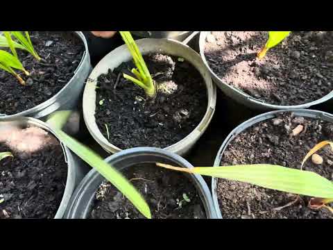 Видео: Кордилина Южная(Австралийская). Мой опыт выращивания, зимостойкость, а также про другие пальмы