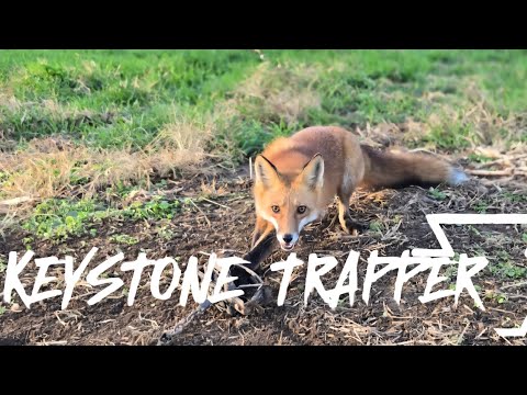 Видео: Сезон отлова 2025, 2026, 2 сезон, 1 серия. #отлов #койот