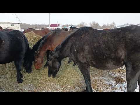 Видео: Лошади зимние содержания . 28.02.2025